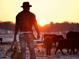 Heldbergs Cowboy